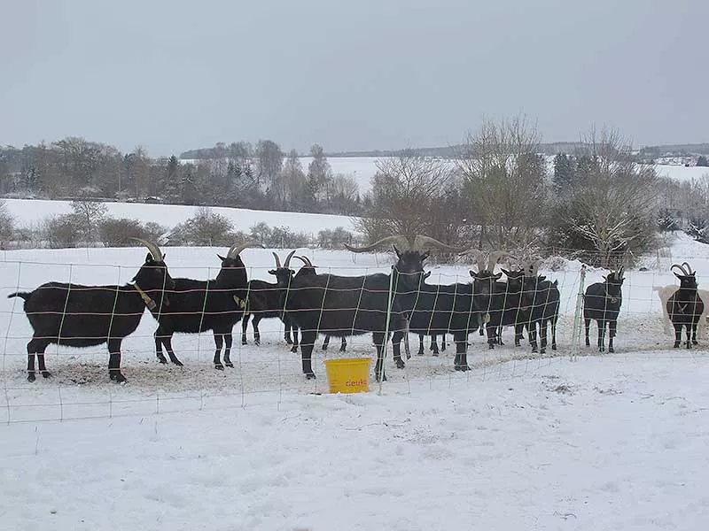 Herde im Winter