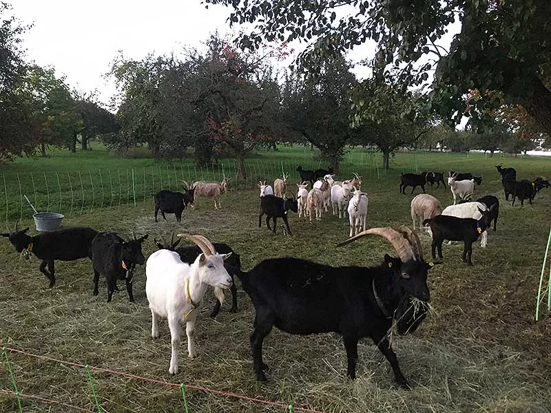 Ziegen auf der Weide